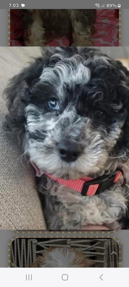 Smokey breeder image 6