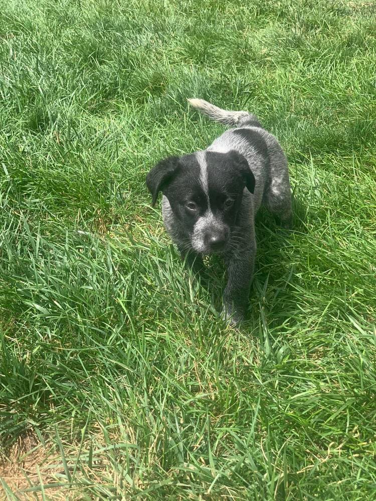 Violet breeder image 10