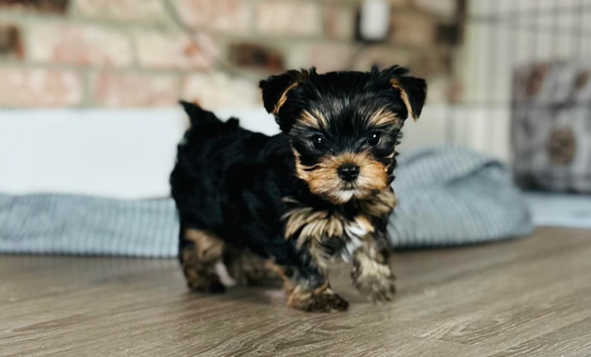 Boy 2 breeder image 1
