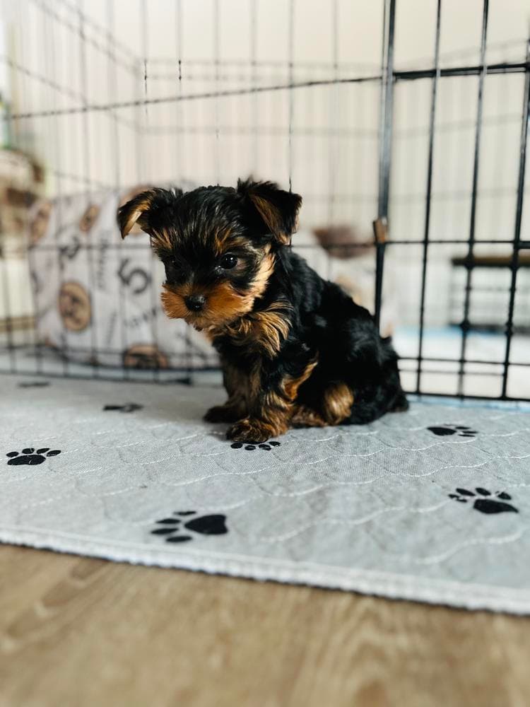 Boy 2 breeder image 8