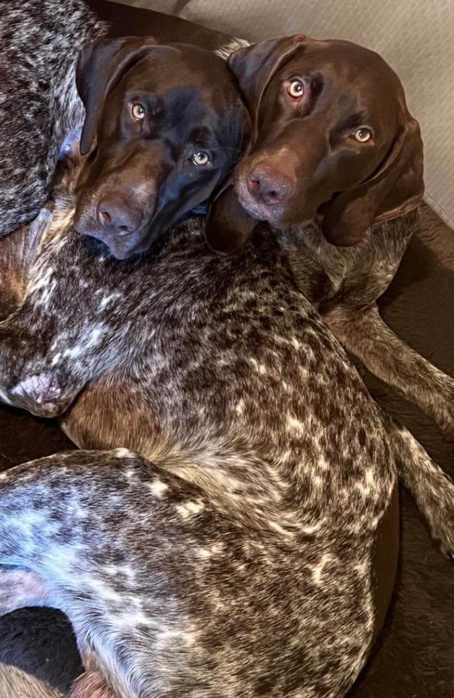 AKC Girl 3 breeder image 3