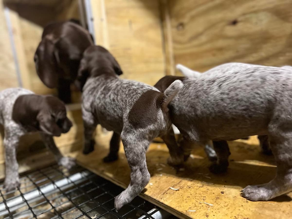 AKC Girl 3 breeder image 7