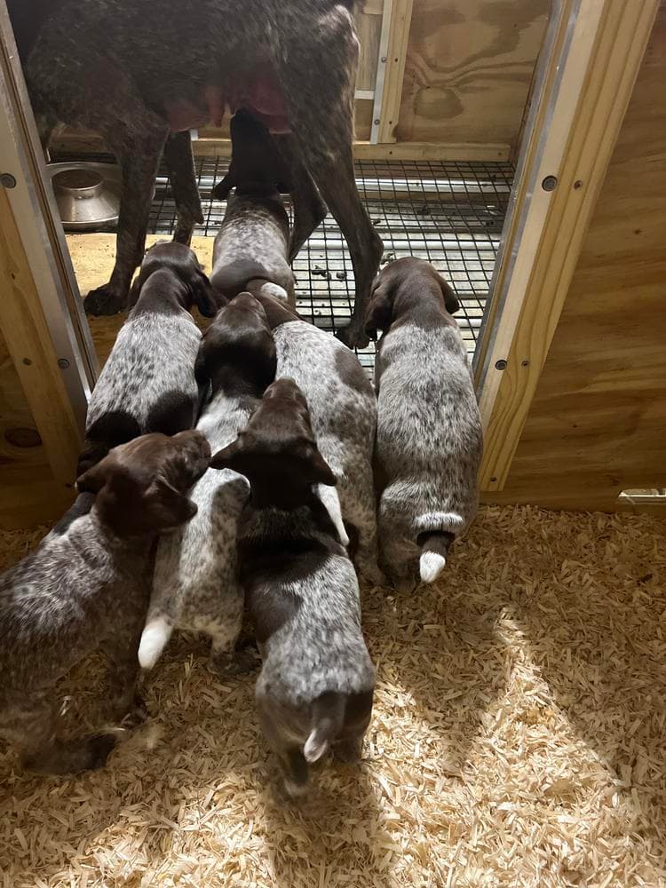 AKC Girl 3 breeder image 10