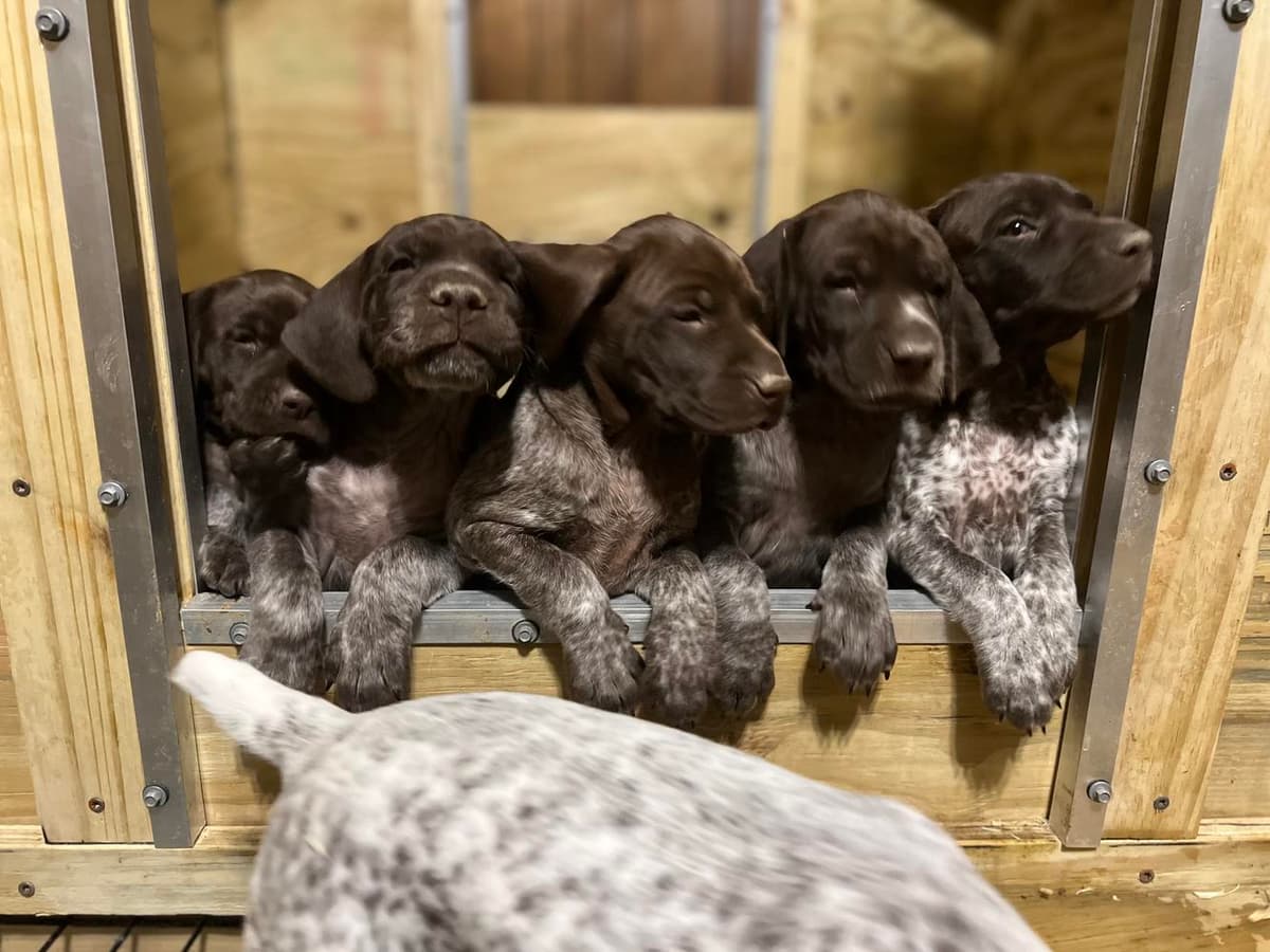AKC Girl 3 breeder image 11