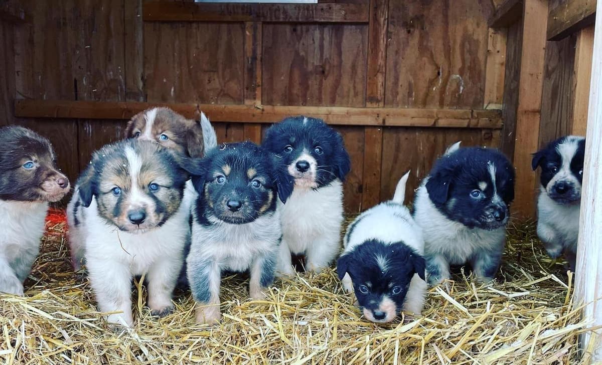 Boy 5 breeder image 1