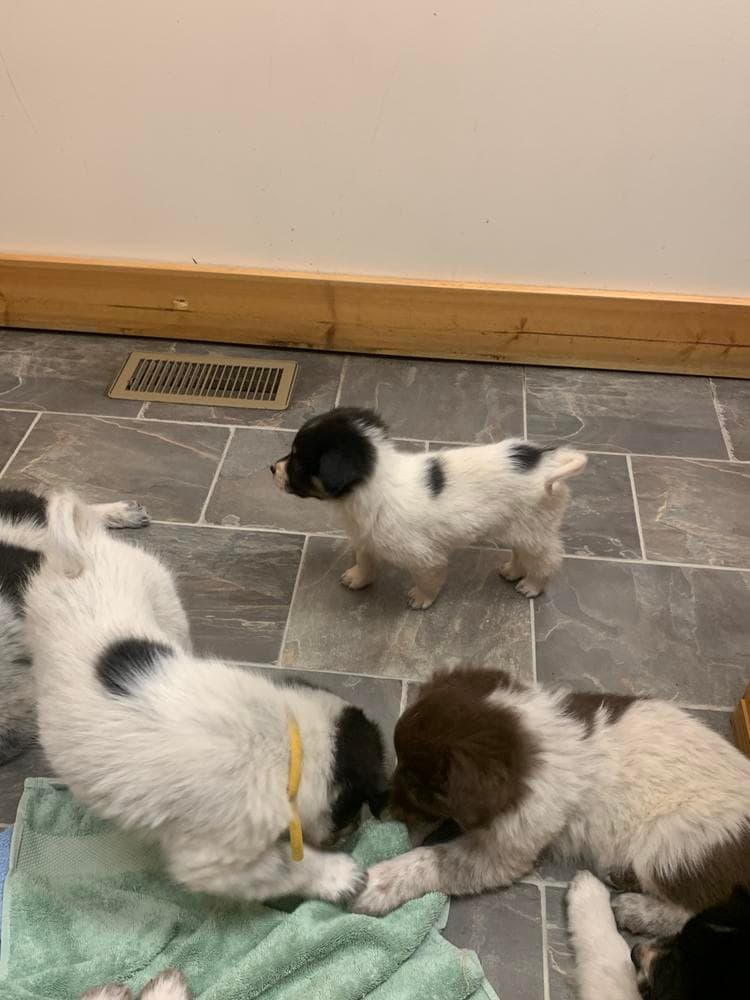 Boy 5 breeder image 7