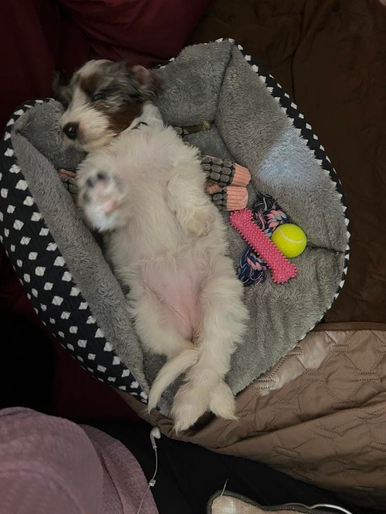 Benny breeder image 31