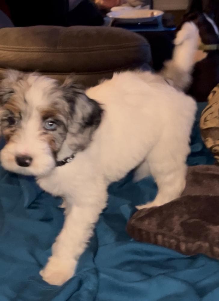 Benny breeder image 32
