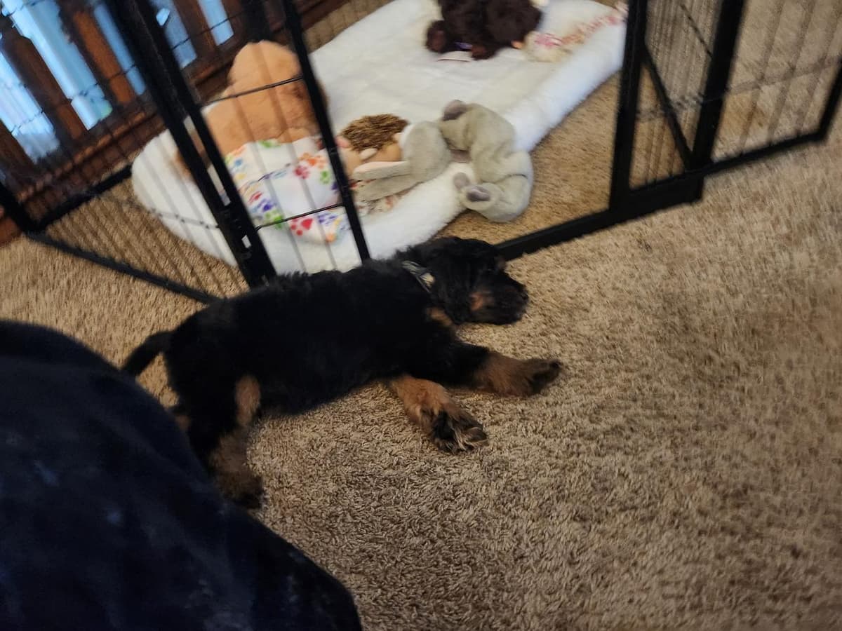 Benny breeder image 33