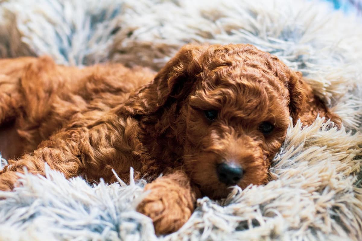 Benny breeder image 9