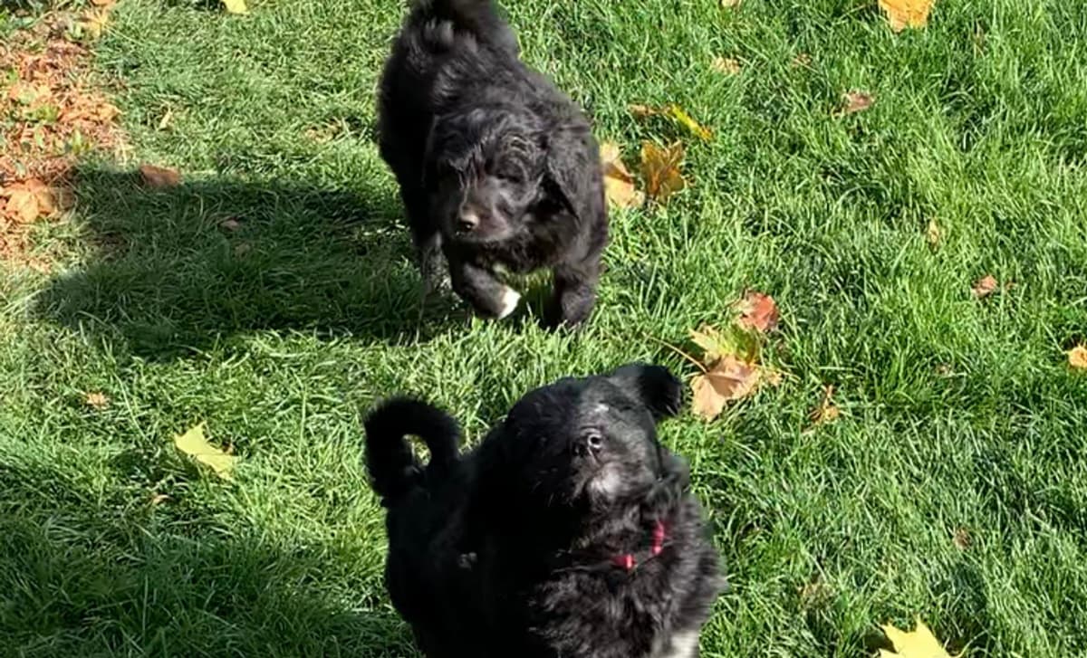Turbo breeder image 1