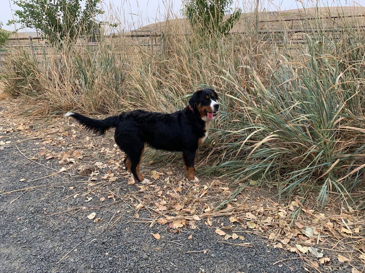 Turbo breeder image 33