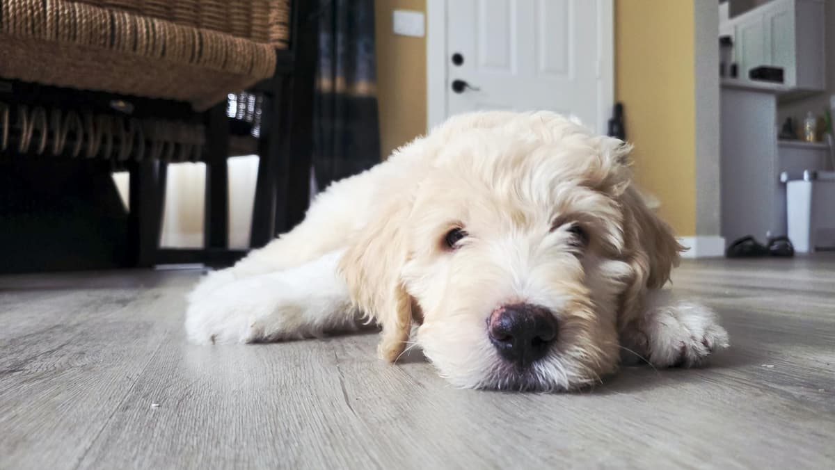 Turbo breeder image 41