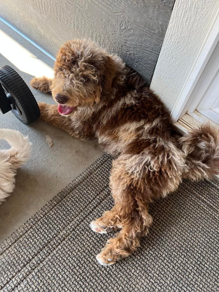 Colorado Boy breeder image 22