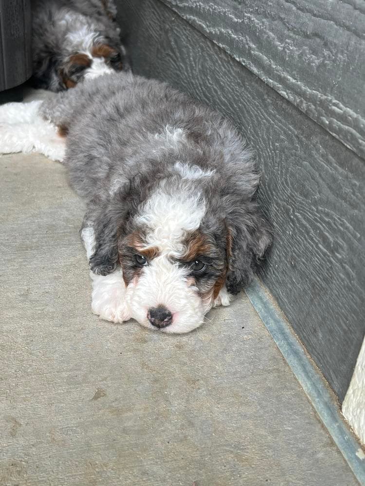 Colorado Boy breeder image 24