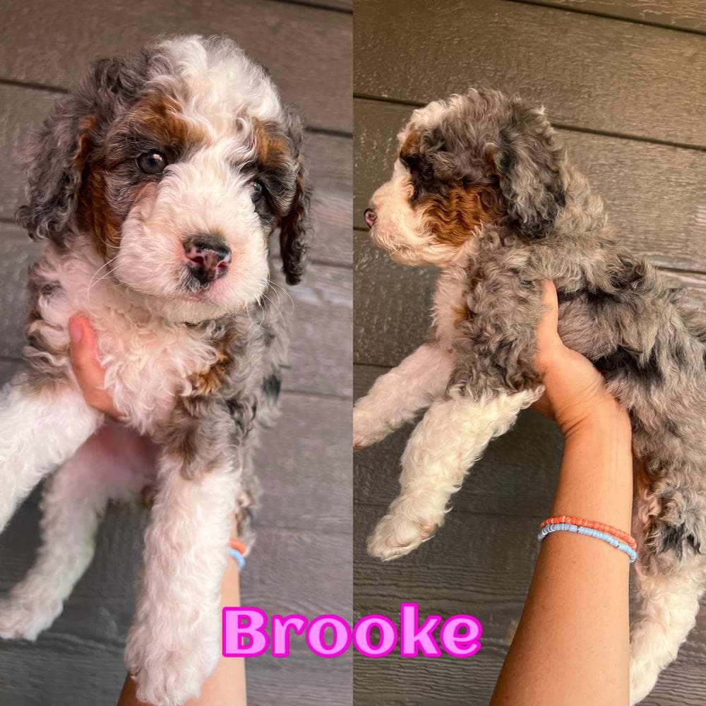 Colorado Boy breeder image 32