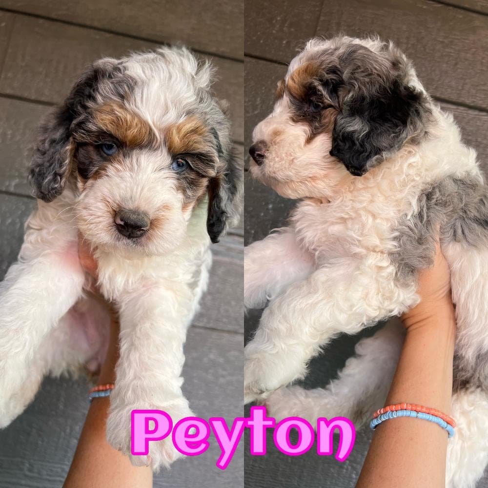 Colorado Boy breeder image 33