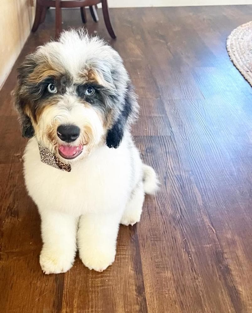 Colorado Boy breeder image 5