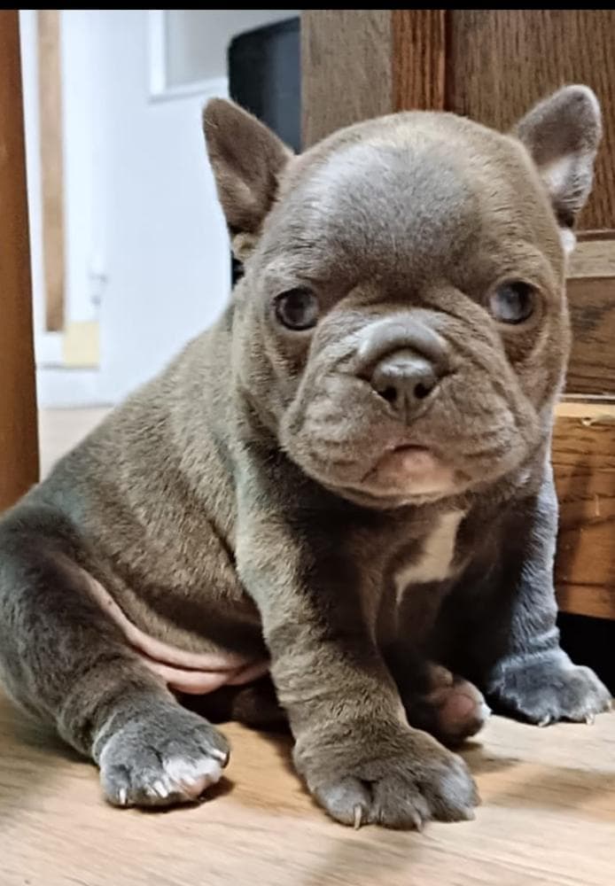 Girl 1 breeder image 4