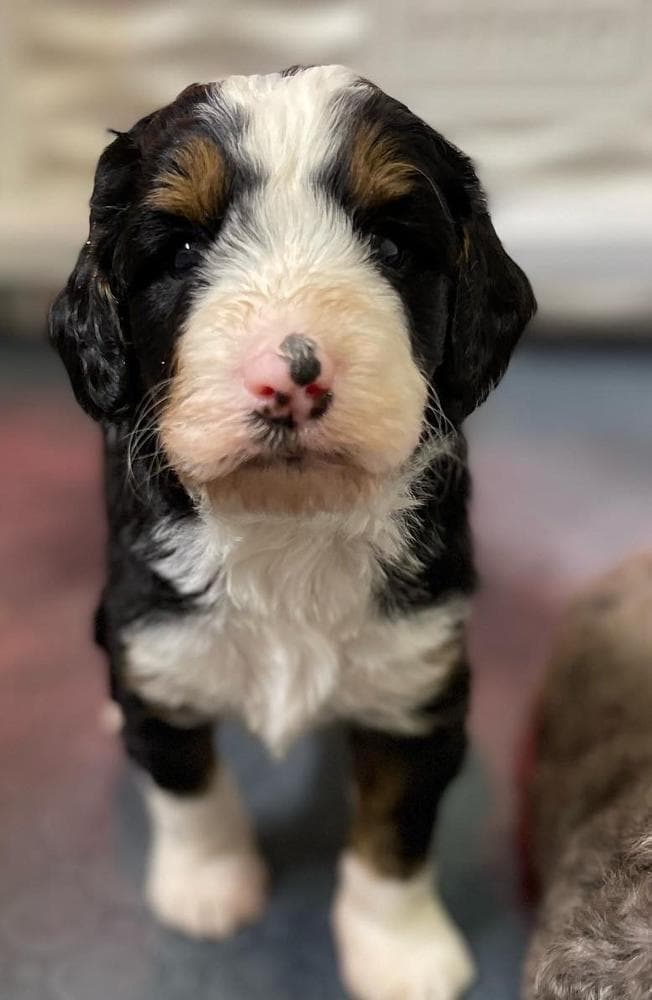 Samson breeder image 3