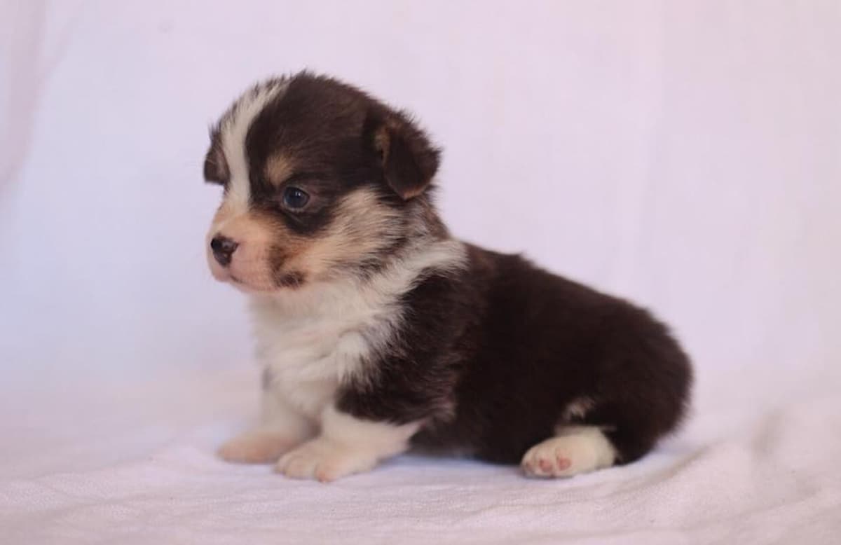 Anna breeder image 14