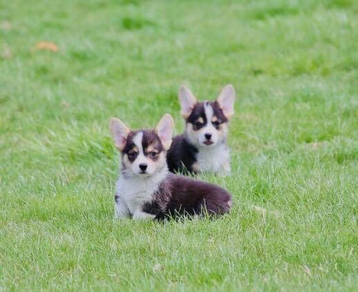 Anna breeder image 17