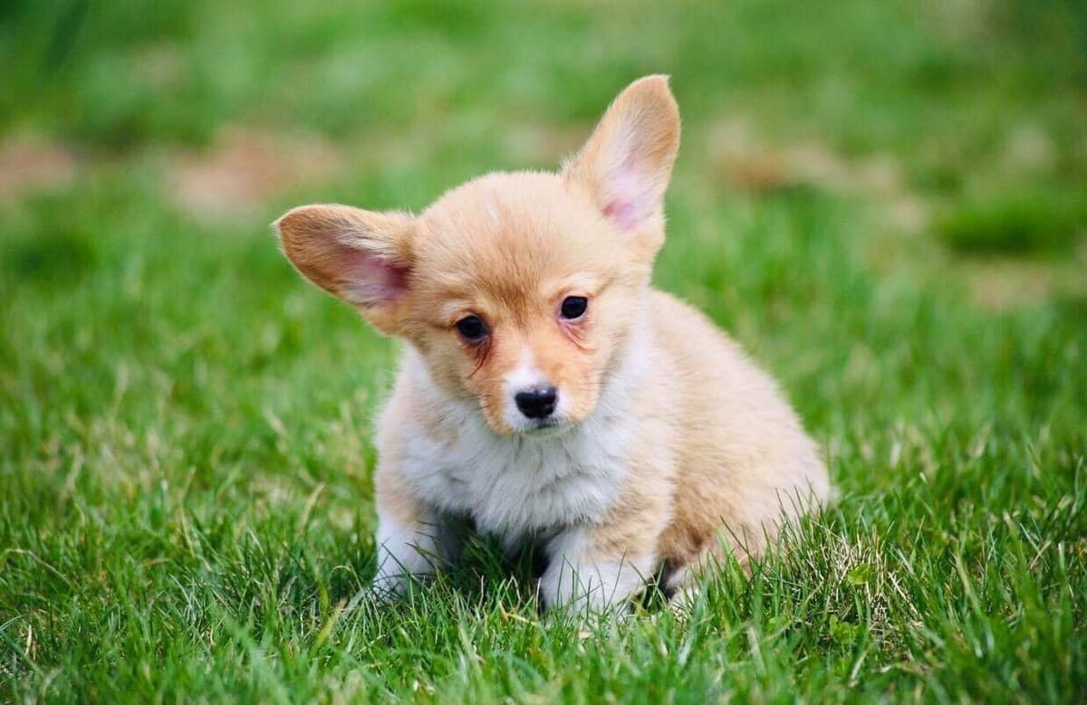 Anna breeder image 26