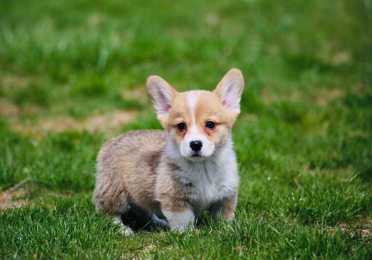 Anna breeder image 27