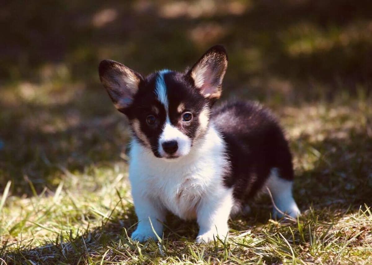 Anna breeder image 28