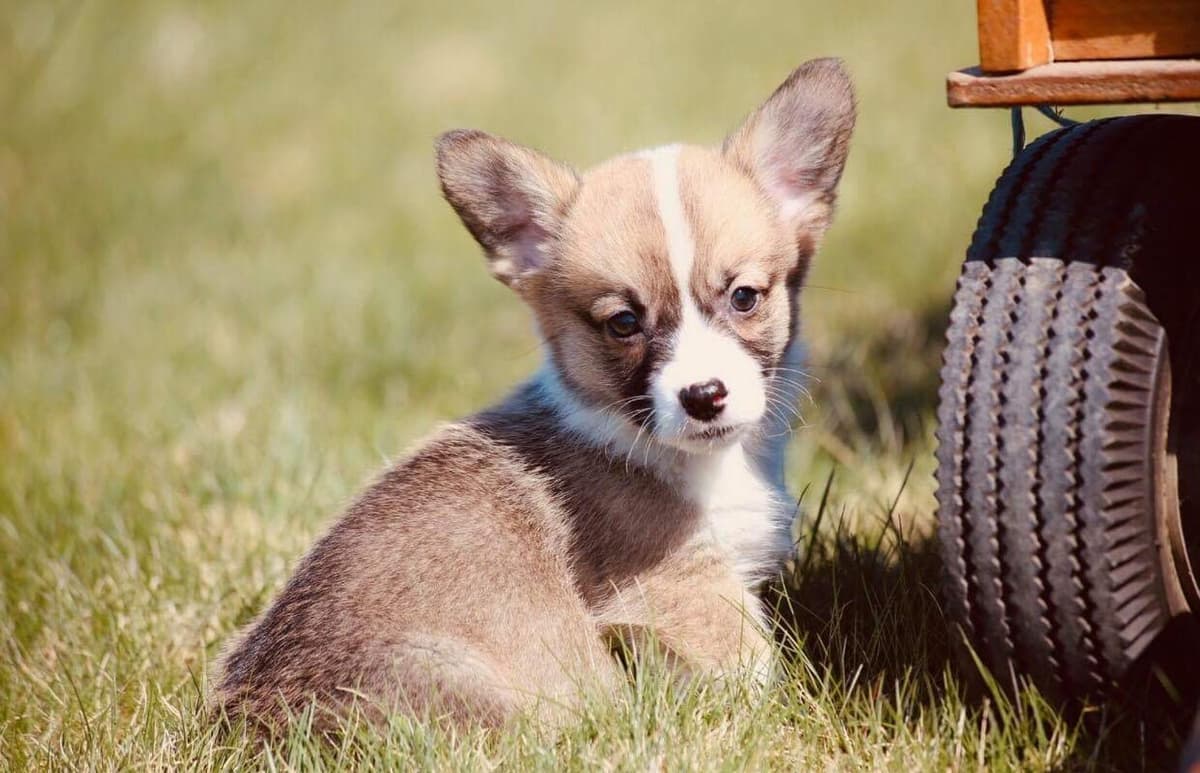 Anna breeder image 29