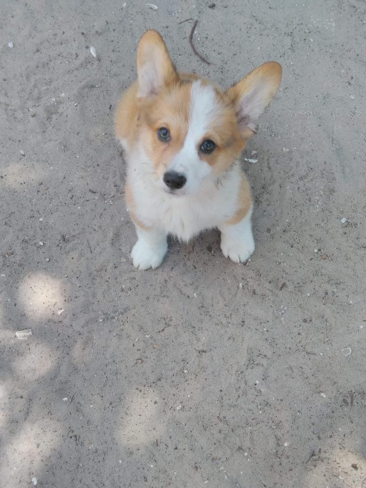 Anna breeder image 30
