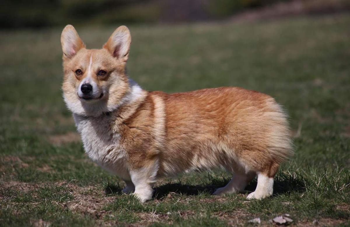 Anna breeder image 48