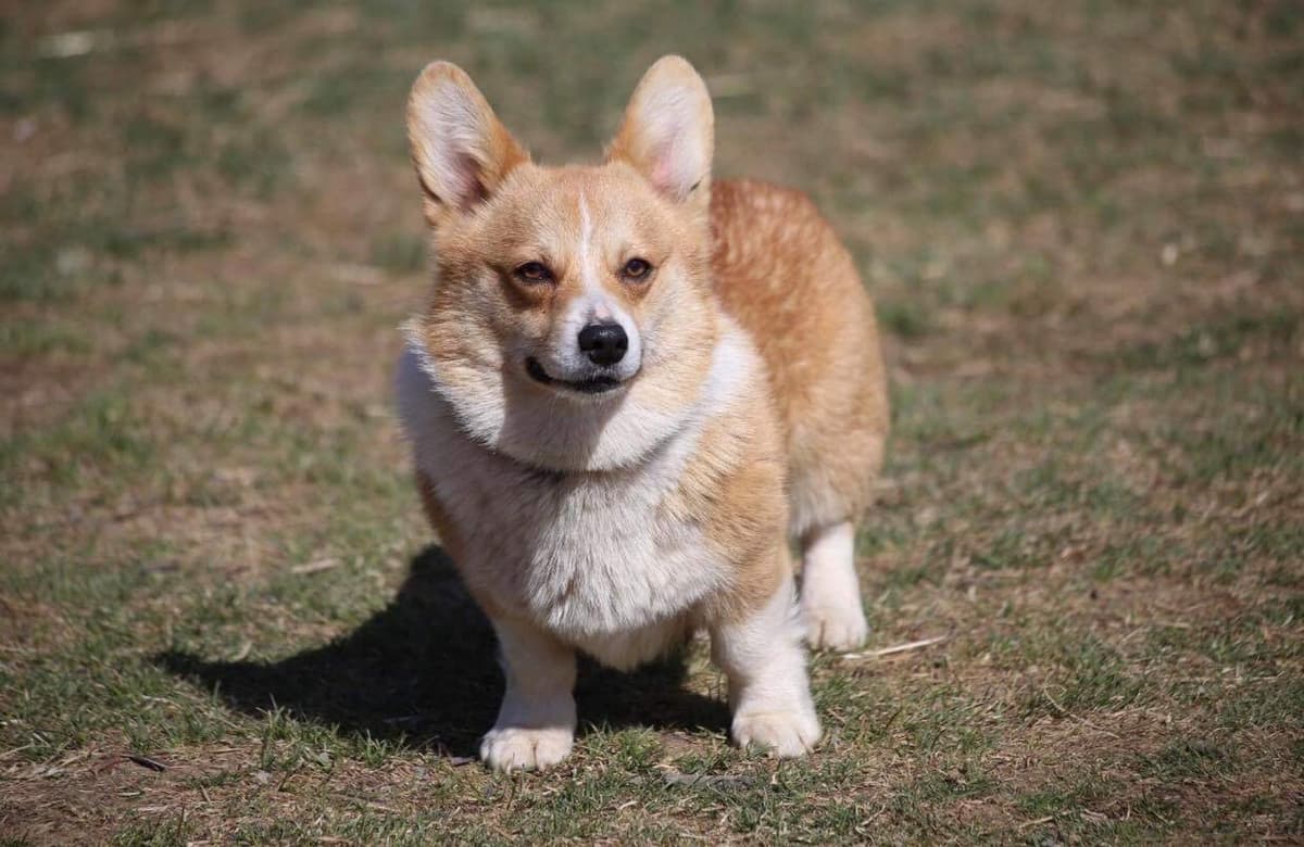Anna breeder image 49