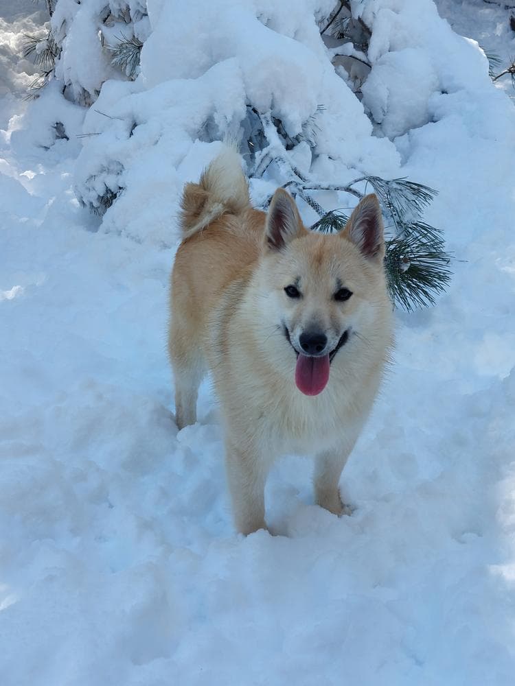 Caesar breeder image 5
