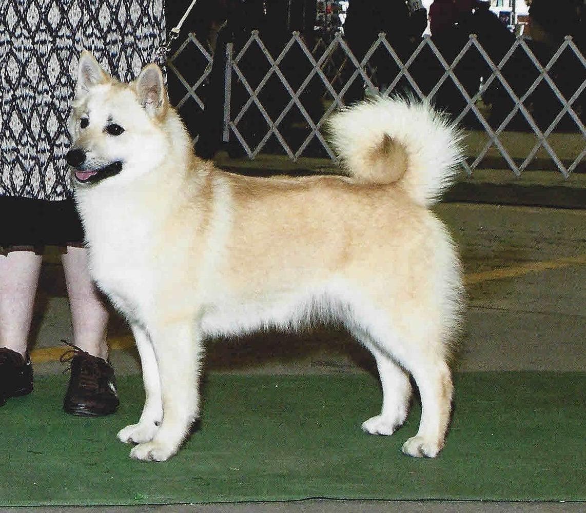 Caesar breeder image 8
