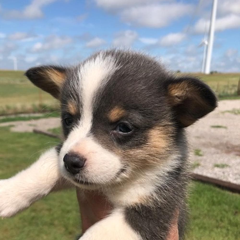 WILLOW AKC breeder image 12