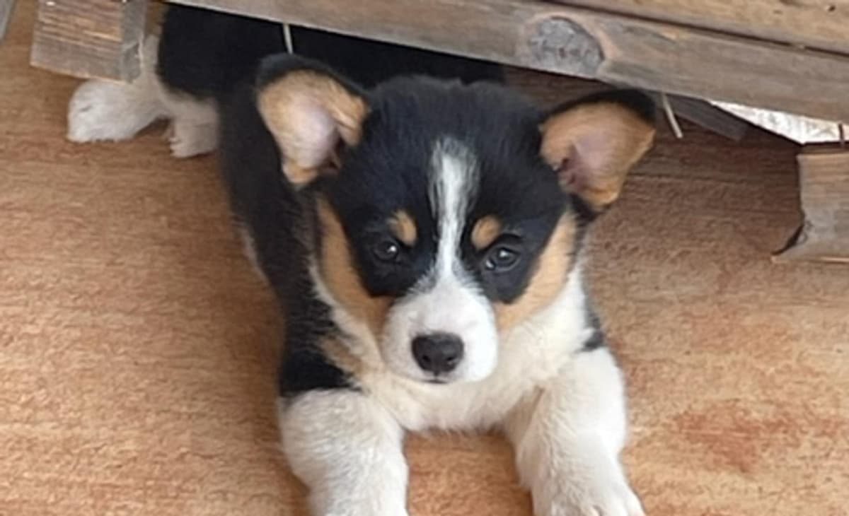 WILLOW AKC breeder image 2
