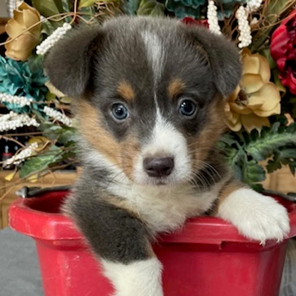 WILLOW AKC breeder image 28