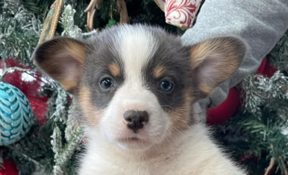 WILLOW AKC breeder image 3