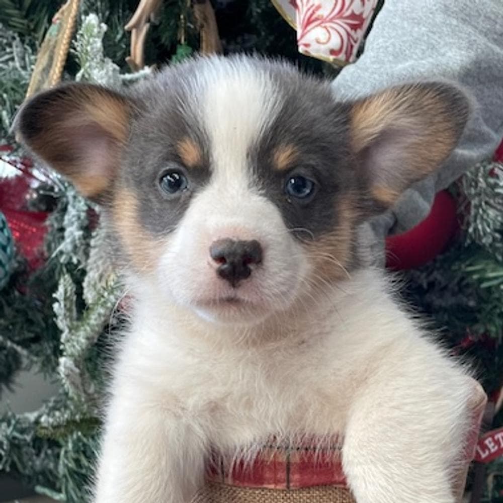 WILLOW AKC breeder image 33