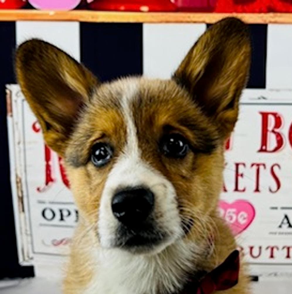 WILLOW AKC breeder image 36