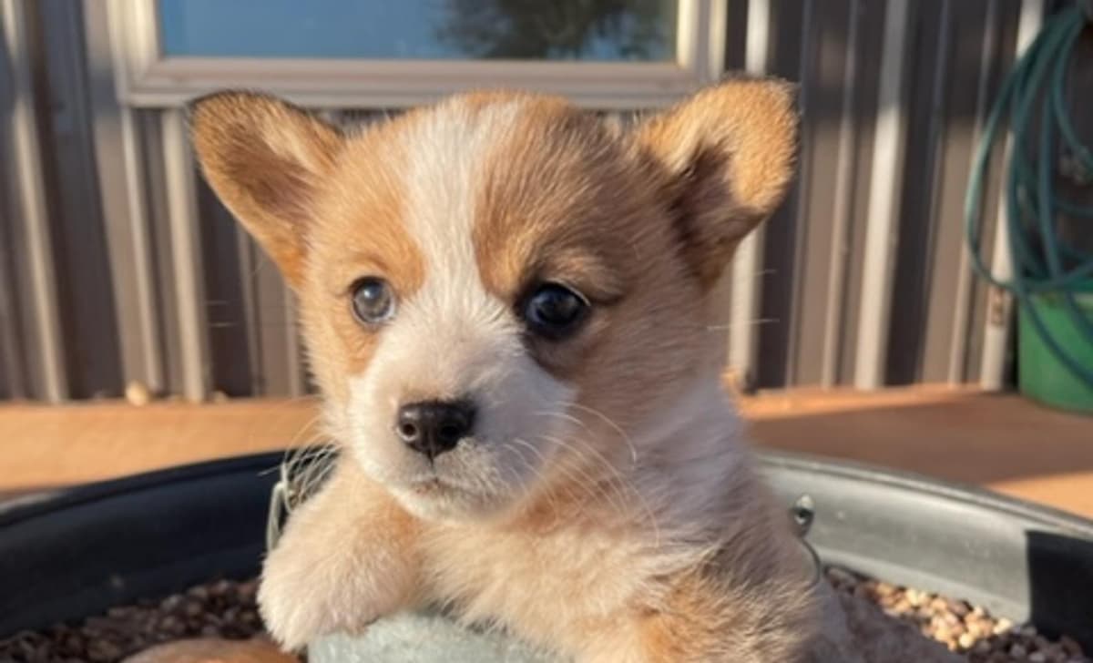WILLOW AKC breeder image 4