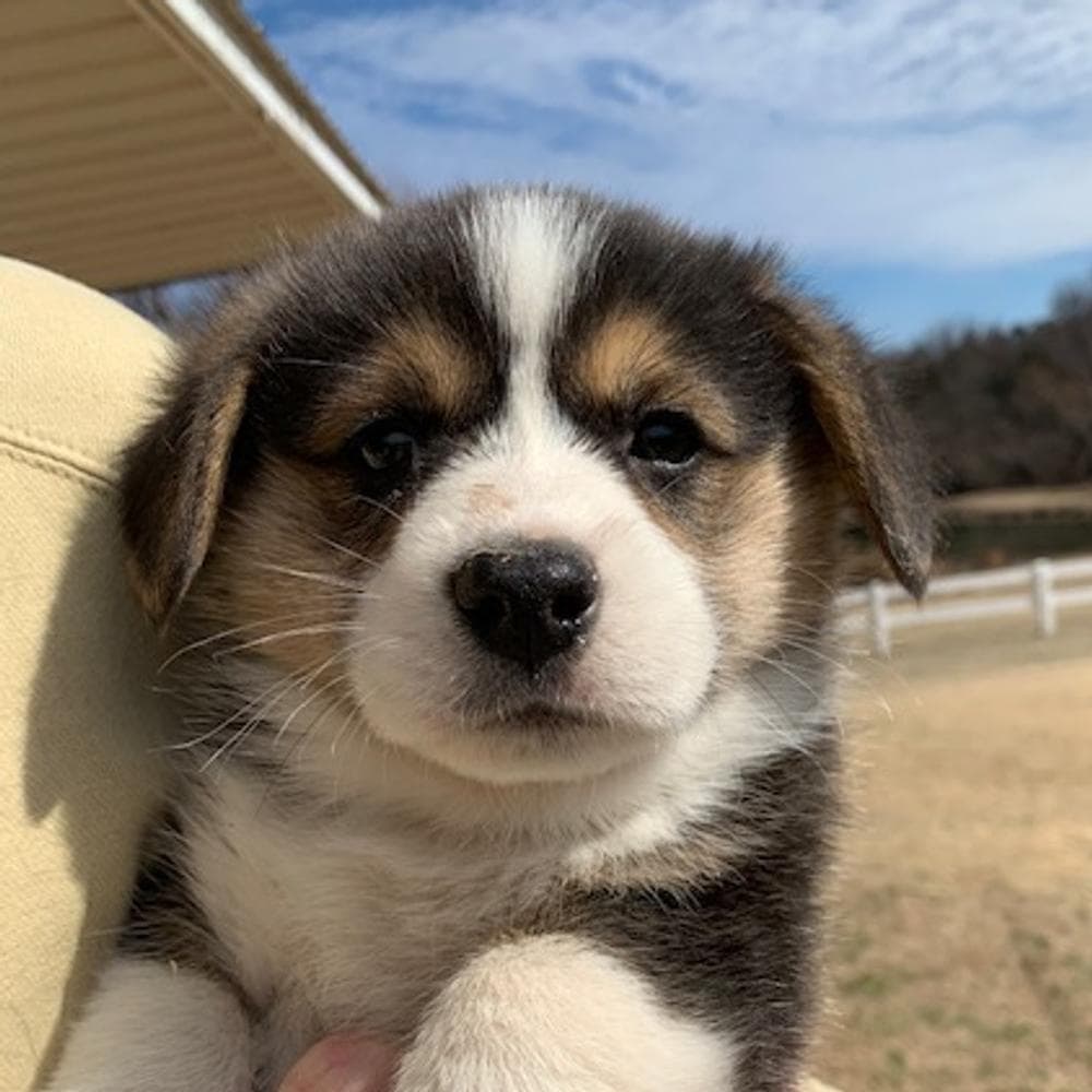 WILLOW AKC breeder image 7
