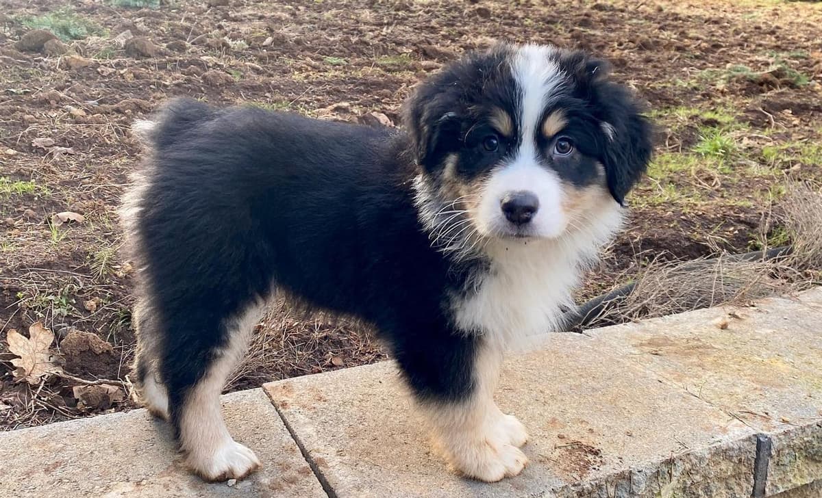 Theo breeder image 1