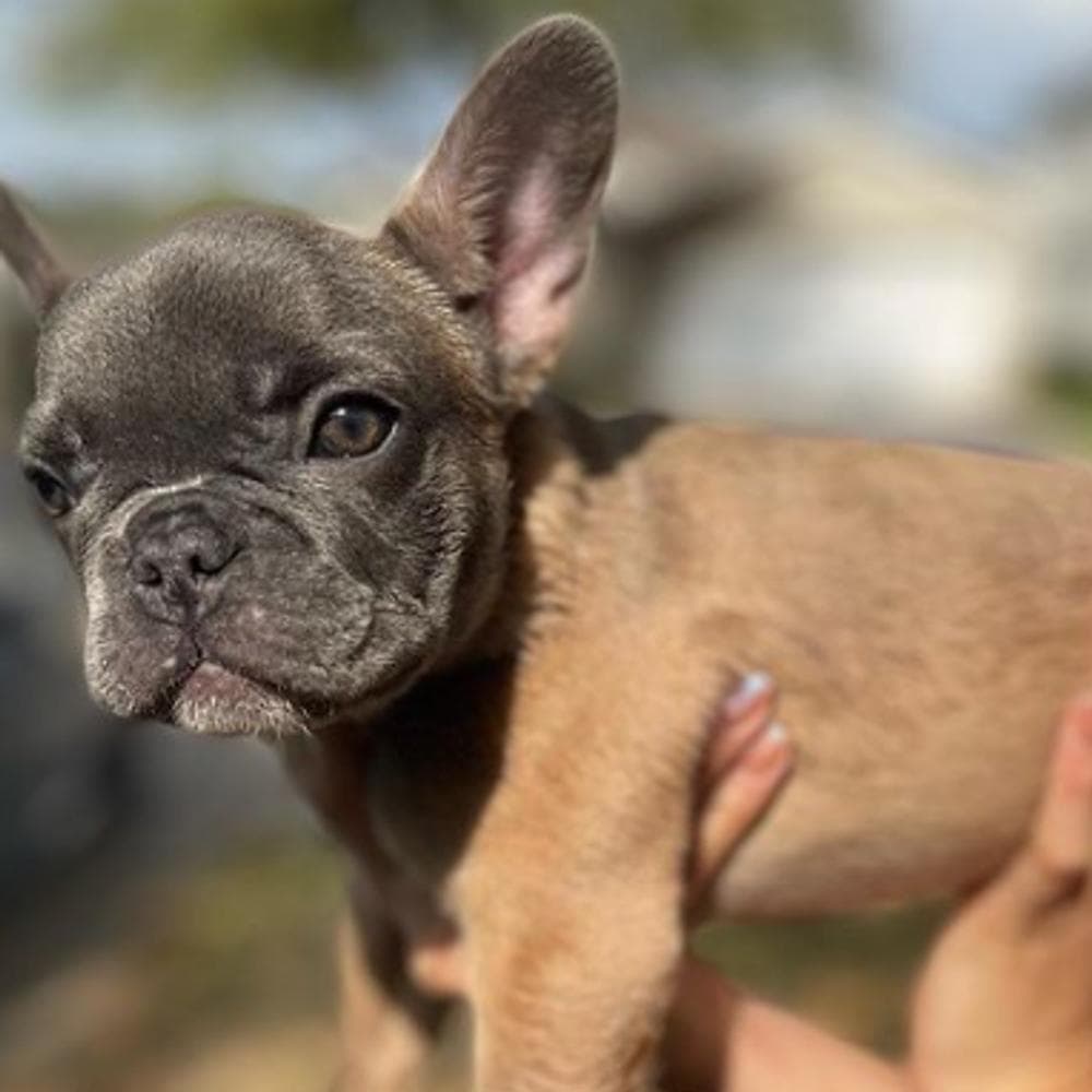 Girl 1 breeder image 2