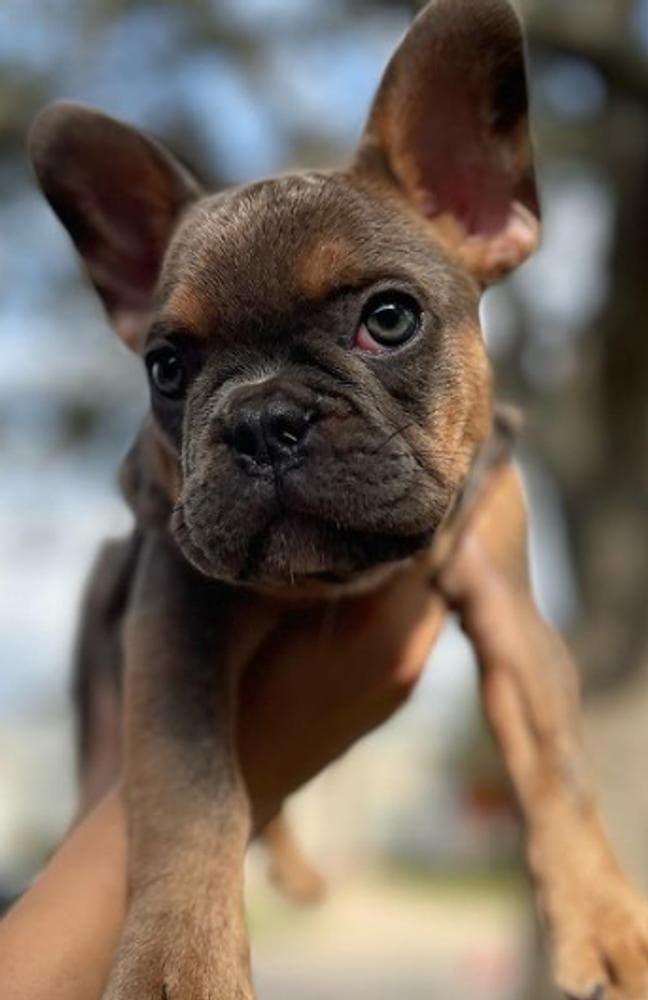 Girl 1 breeder image 3