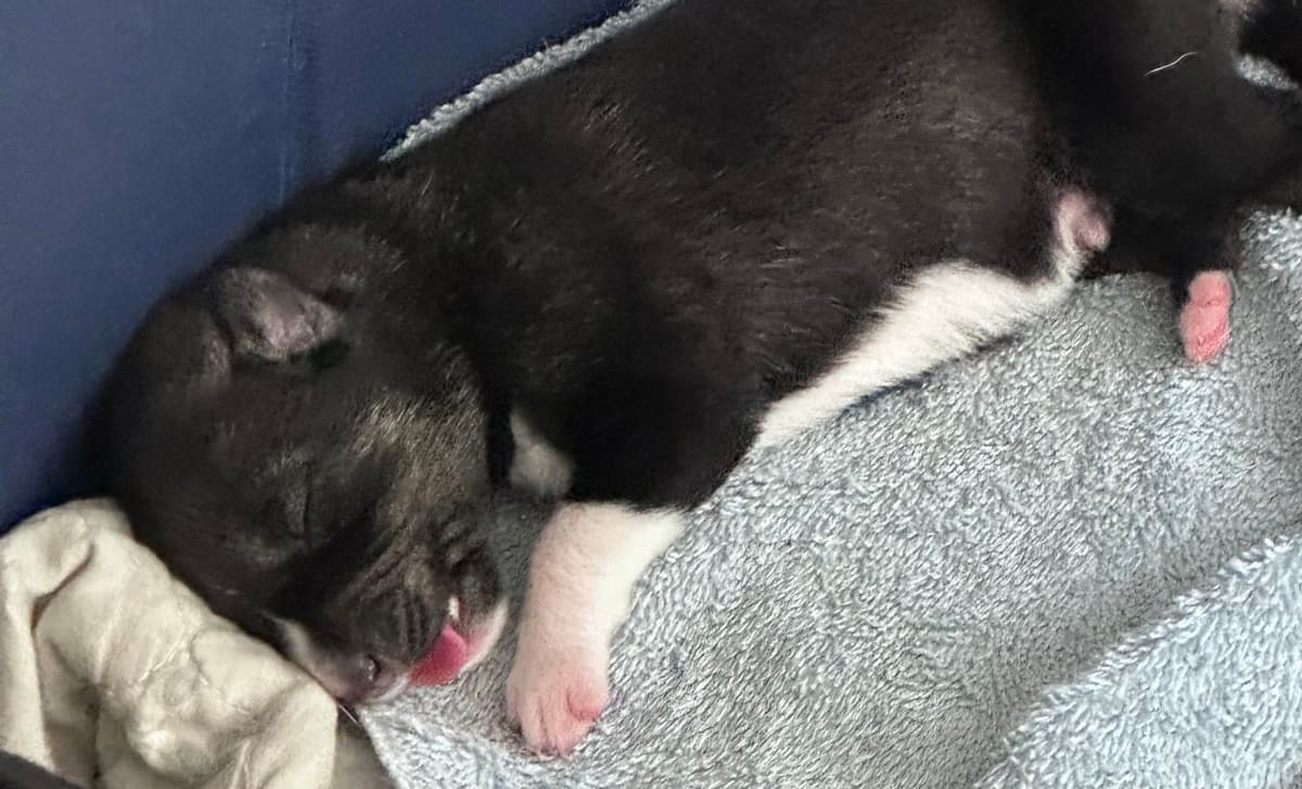 Red Boy breeder image 10