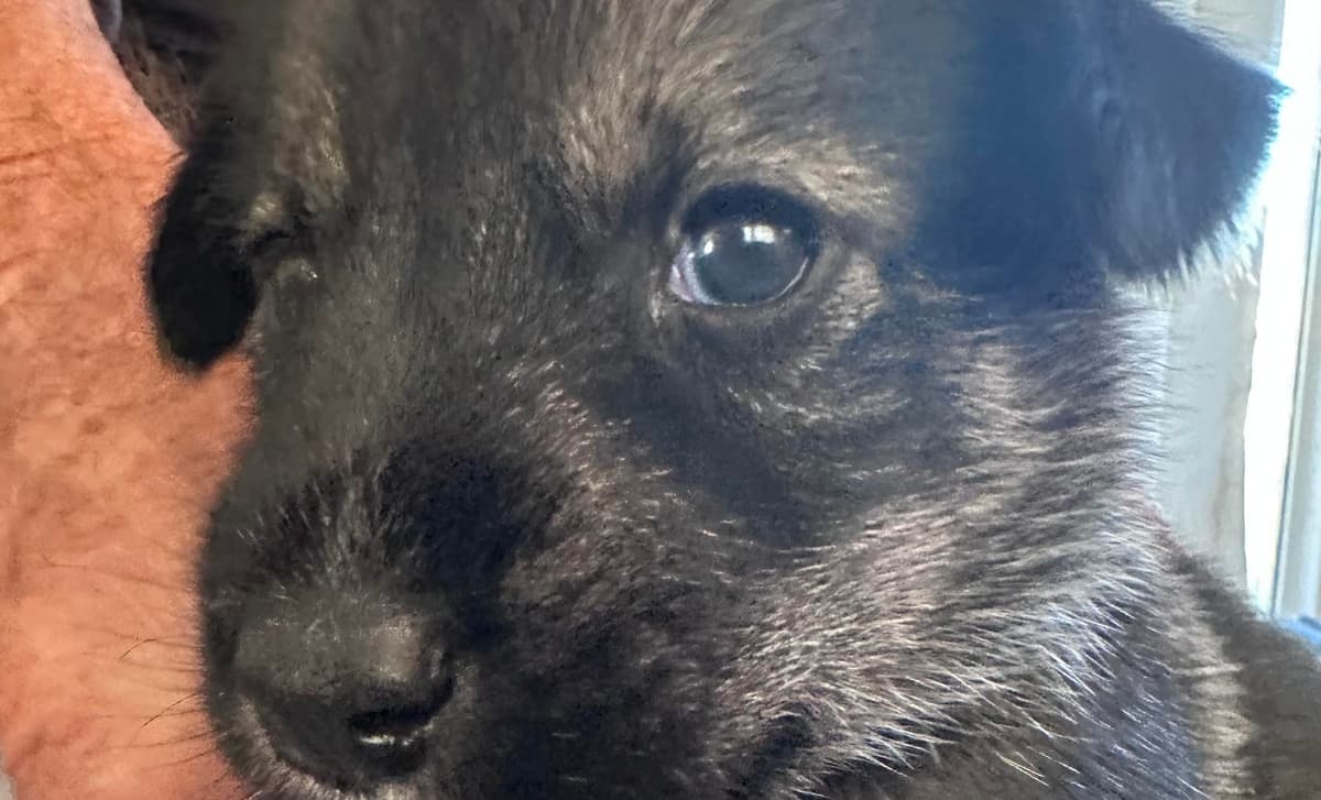 Red Boy breeder image 3