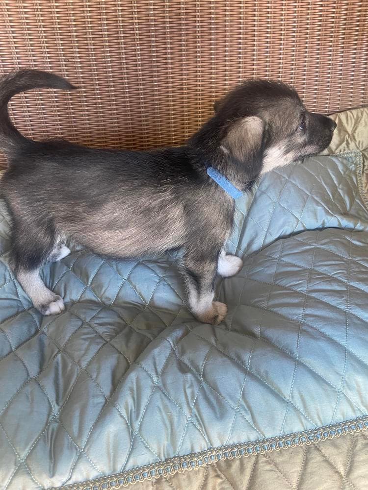 Red Boy breeder image 9