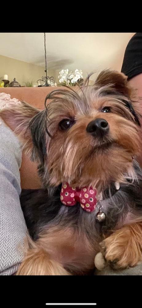 Prince Golddust Yorkie breeder image 14